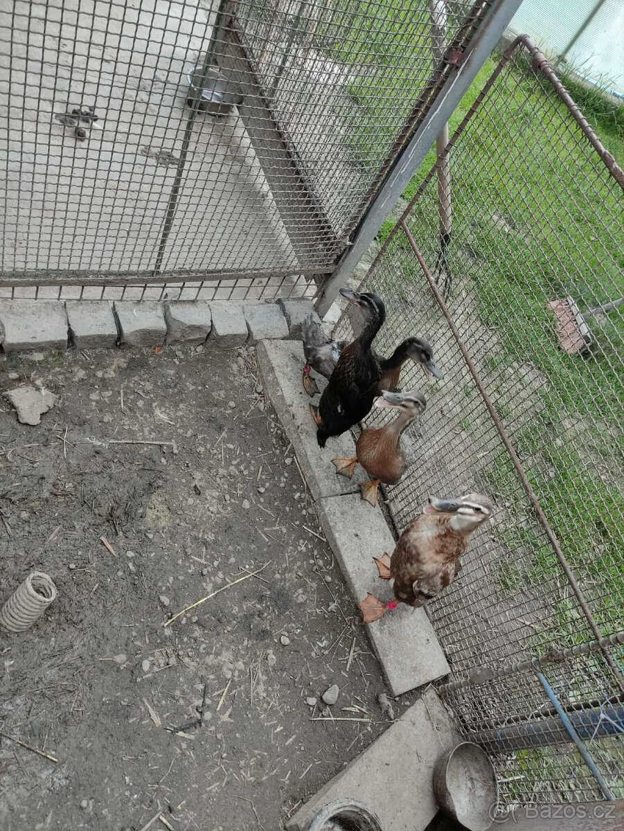 Indický Běžec 3 kachny