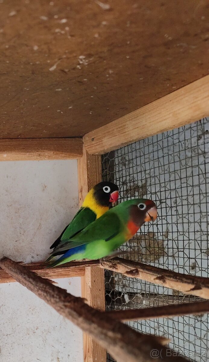 Agapornis