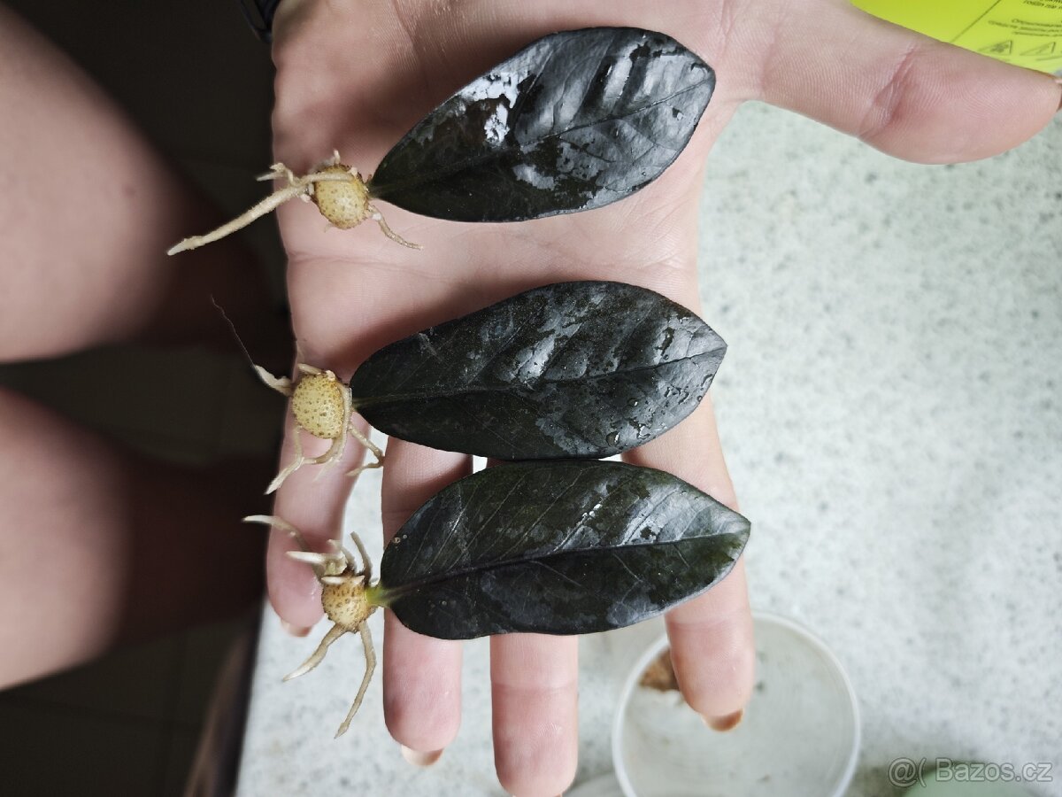 Zamioculcas Black raven 3+1 zdarma