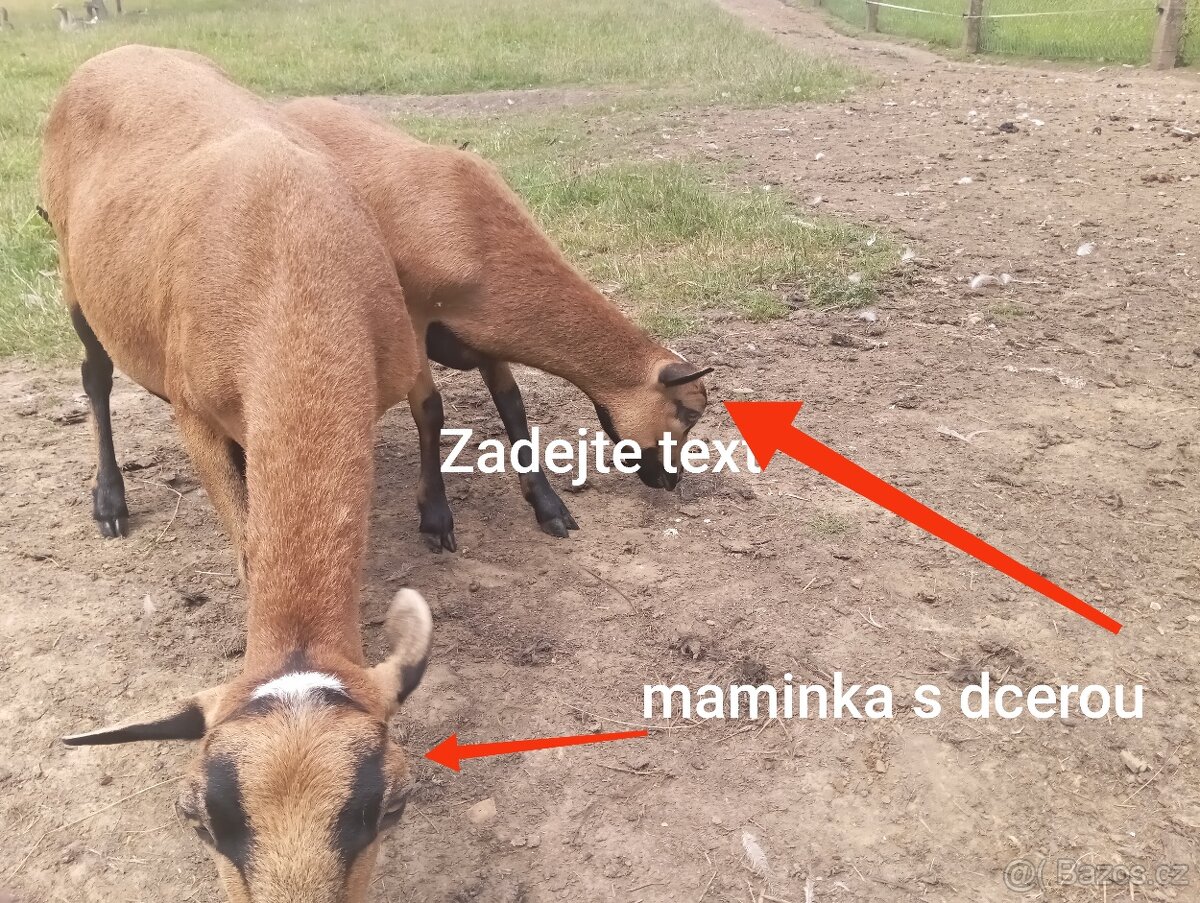 Ovce kamerunské