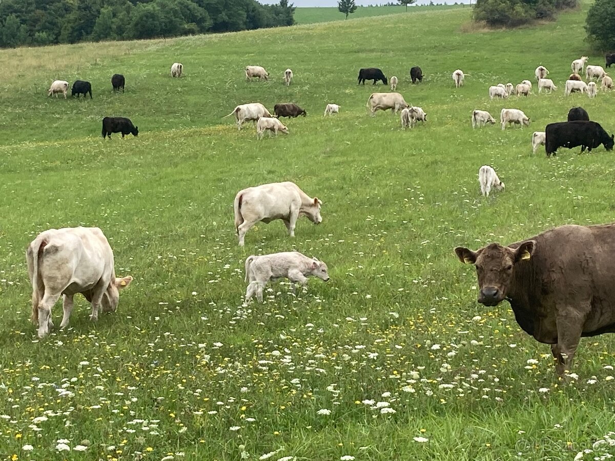 Brigáda na farmě