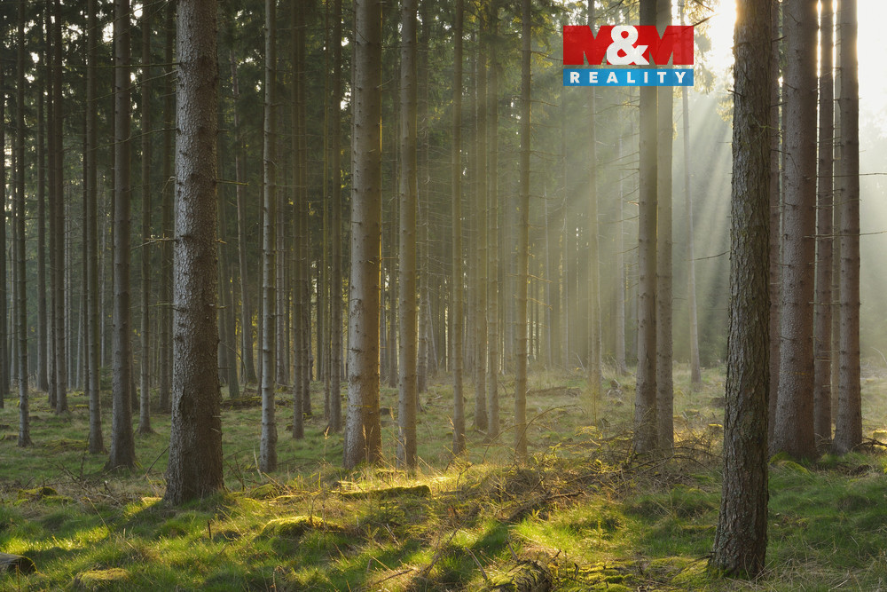 Prodej lesa, 6740 m², Kralovice