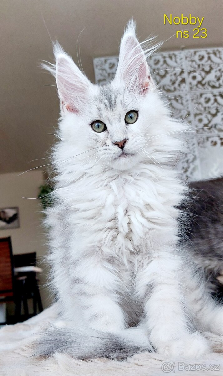 Mainská mývalí koťátka s PP