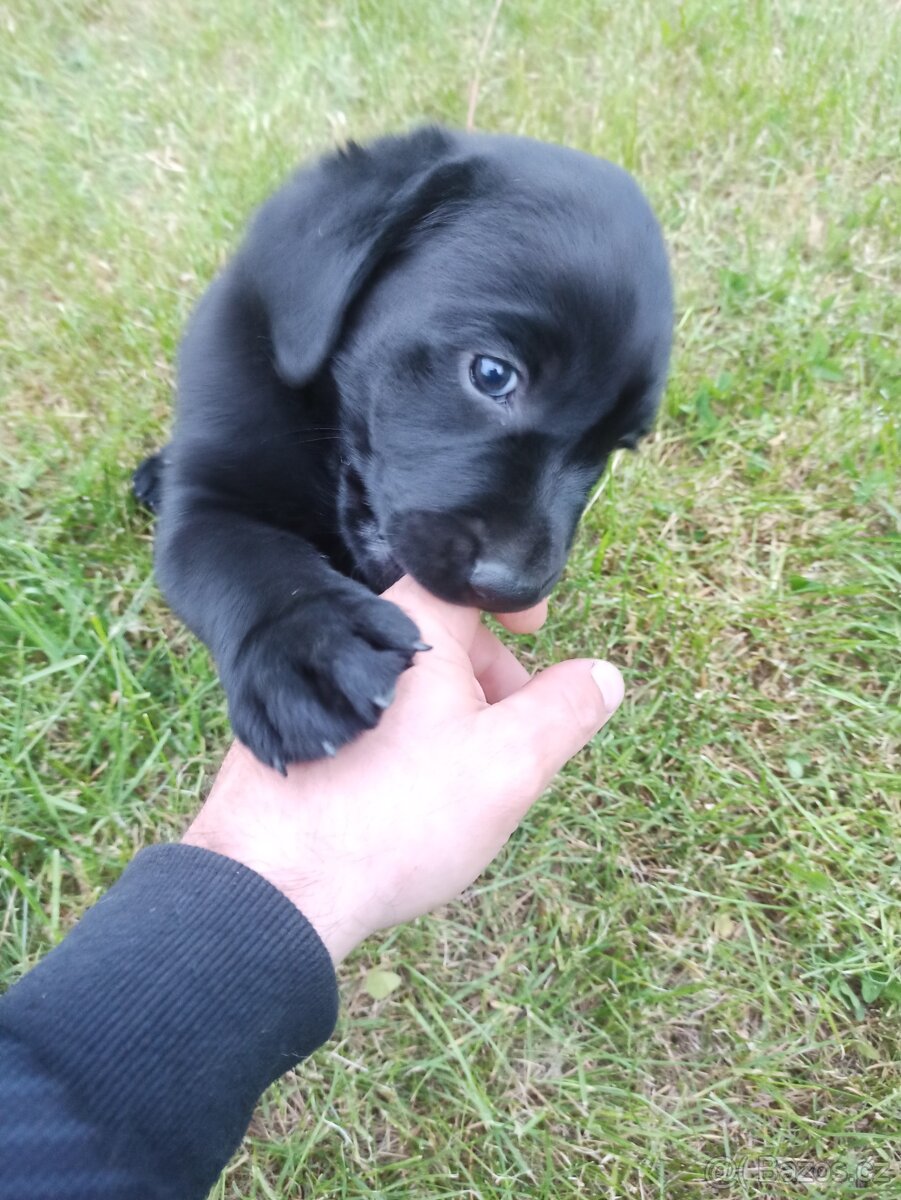 Labradorský retrívr štěně