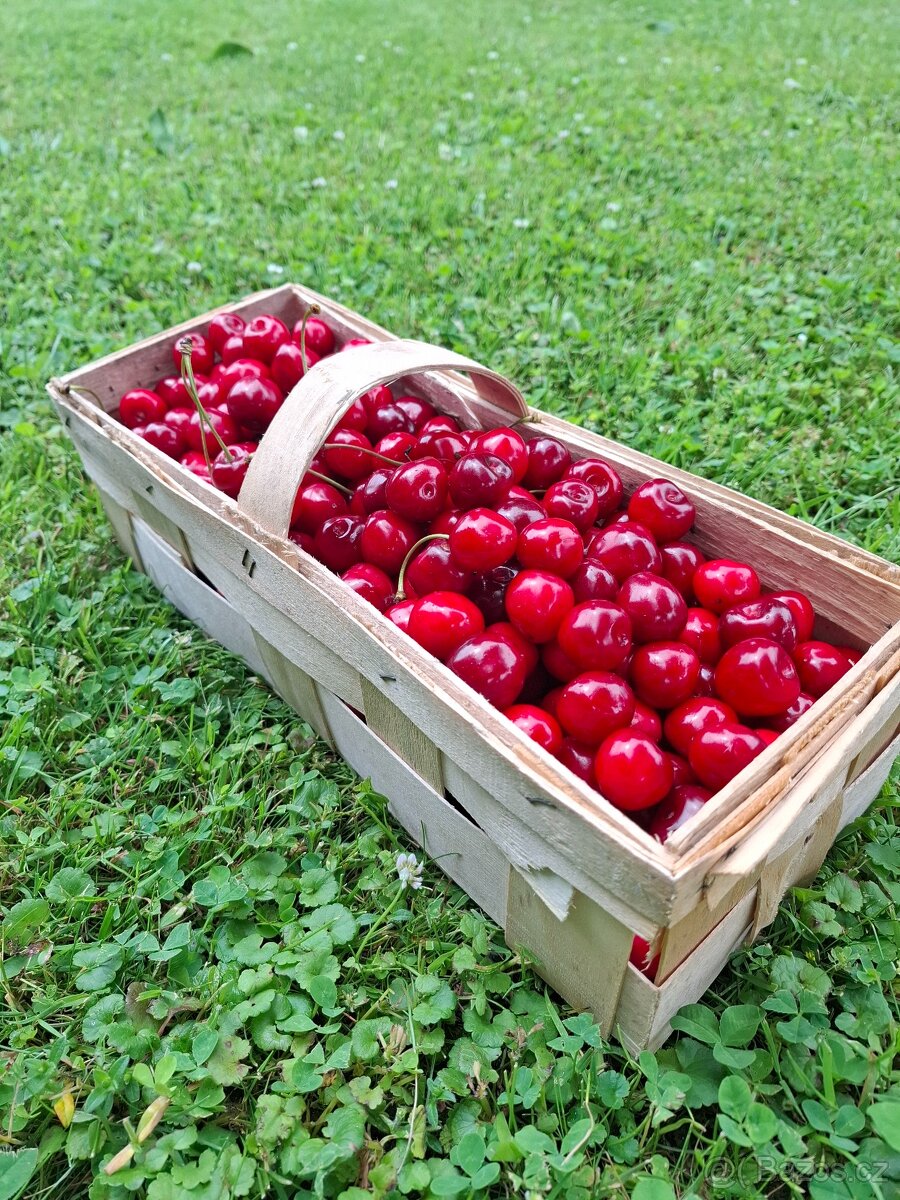 Prodám třešně na marmeládu 100kč/kg. Osobní odběr