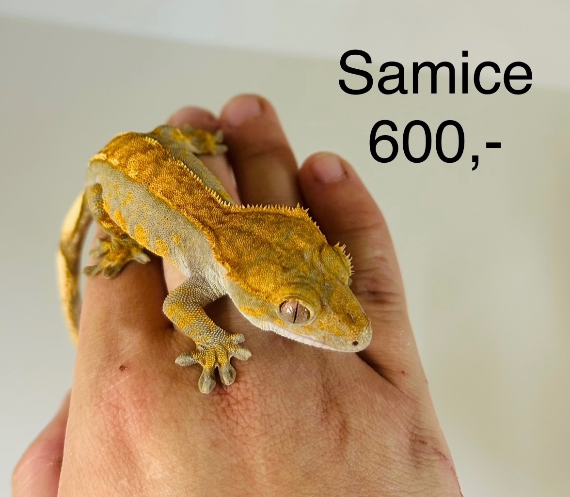 Pagekon řasnatý