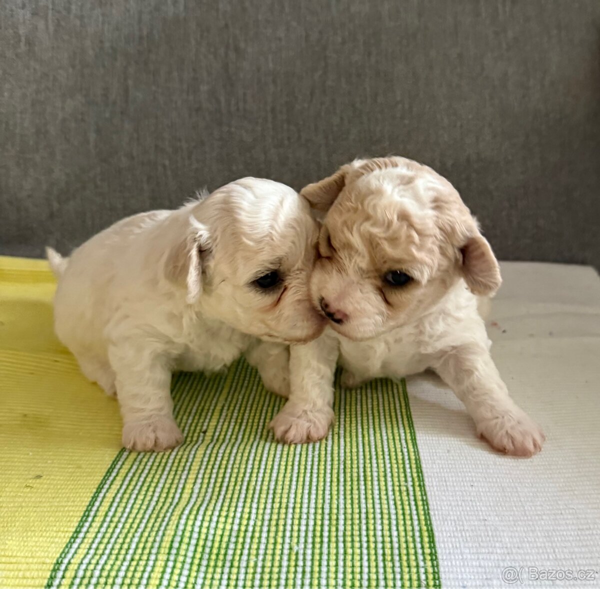 Štěně Bichon frise (pes)