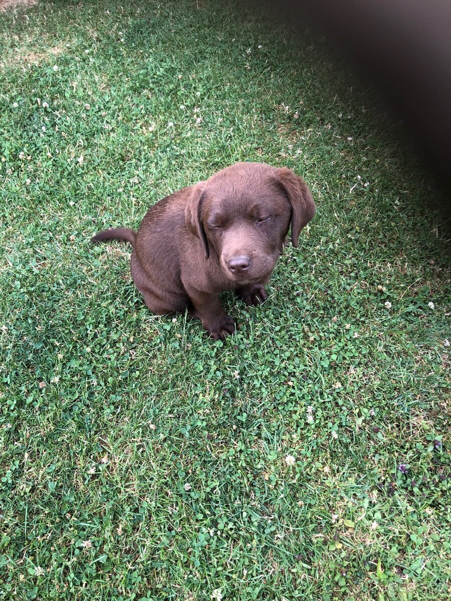 Labrador