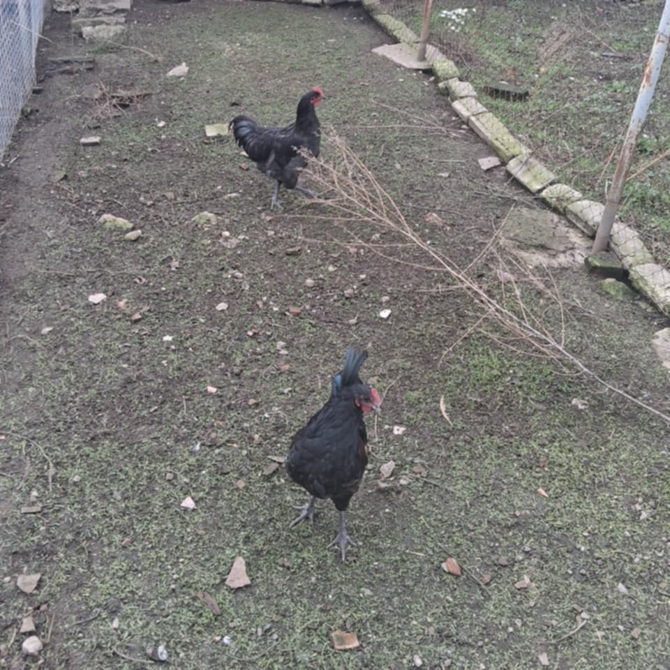 Kohoutci 5 měsíců