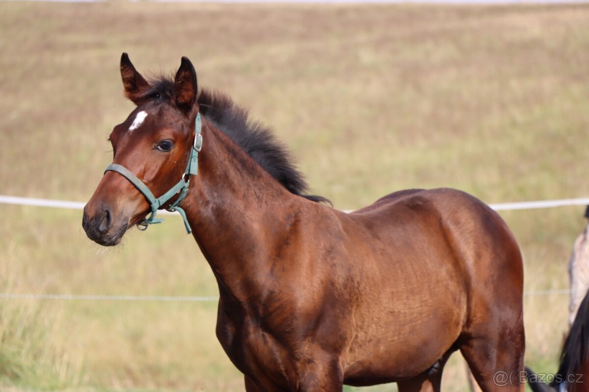 ČT hřebeček 2025 - Možnost splátek