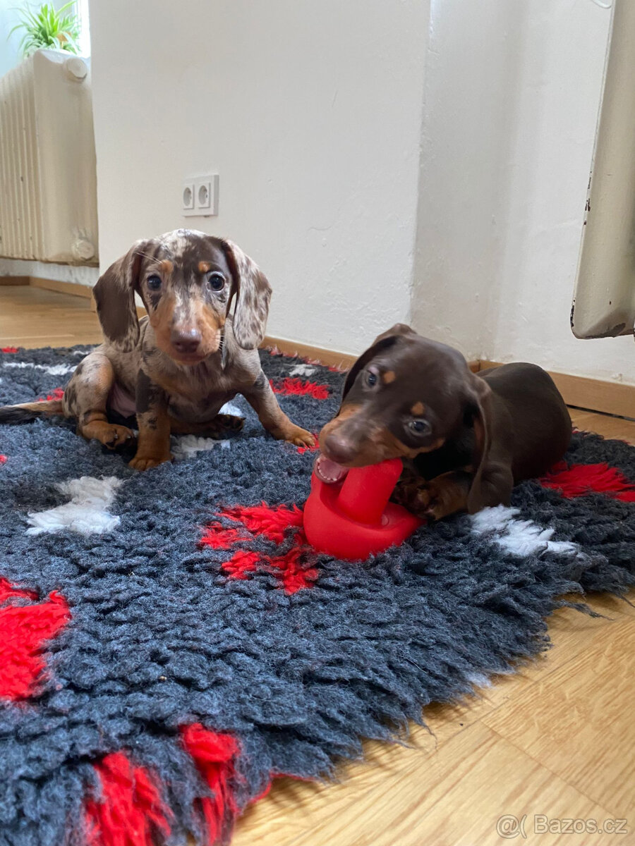 Jezevčík trpasličí s pp