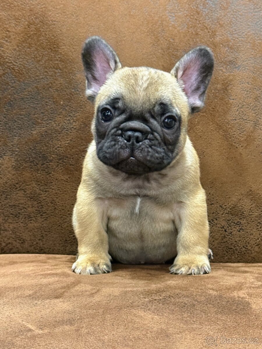 Francouzský buldoček s PP FCI