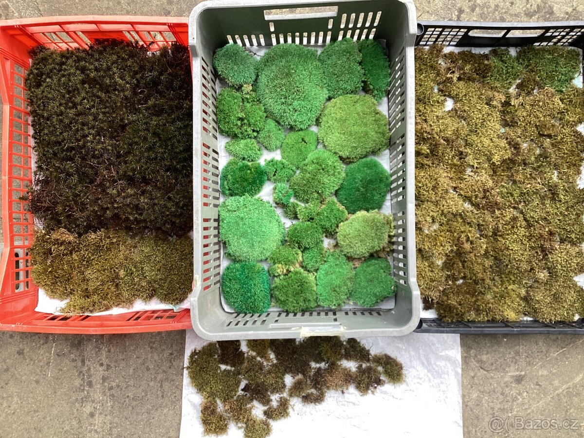 Stabilizovaný mech k vlastní výrobě mechových obrazů 3 druhy