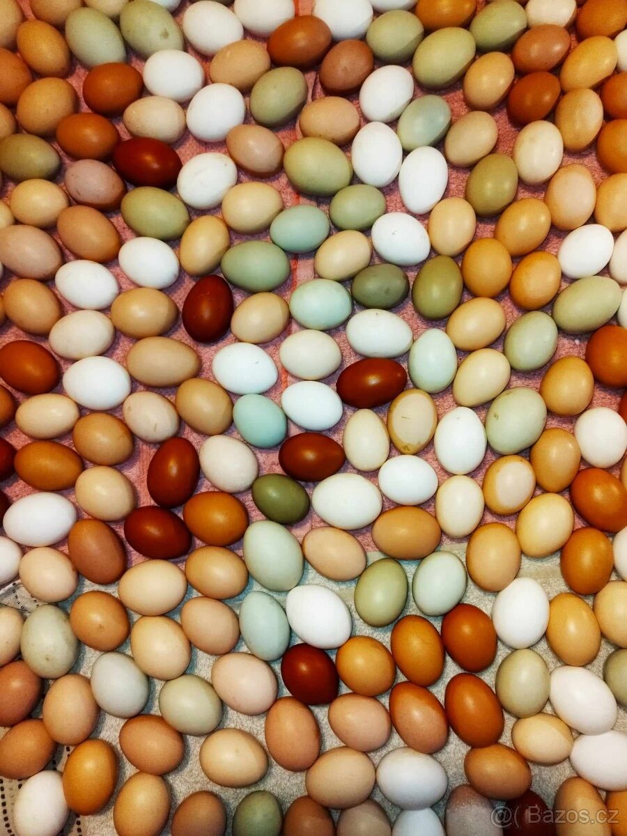 Násadová vejce, vajíčka
