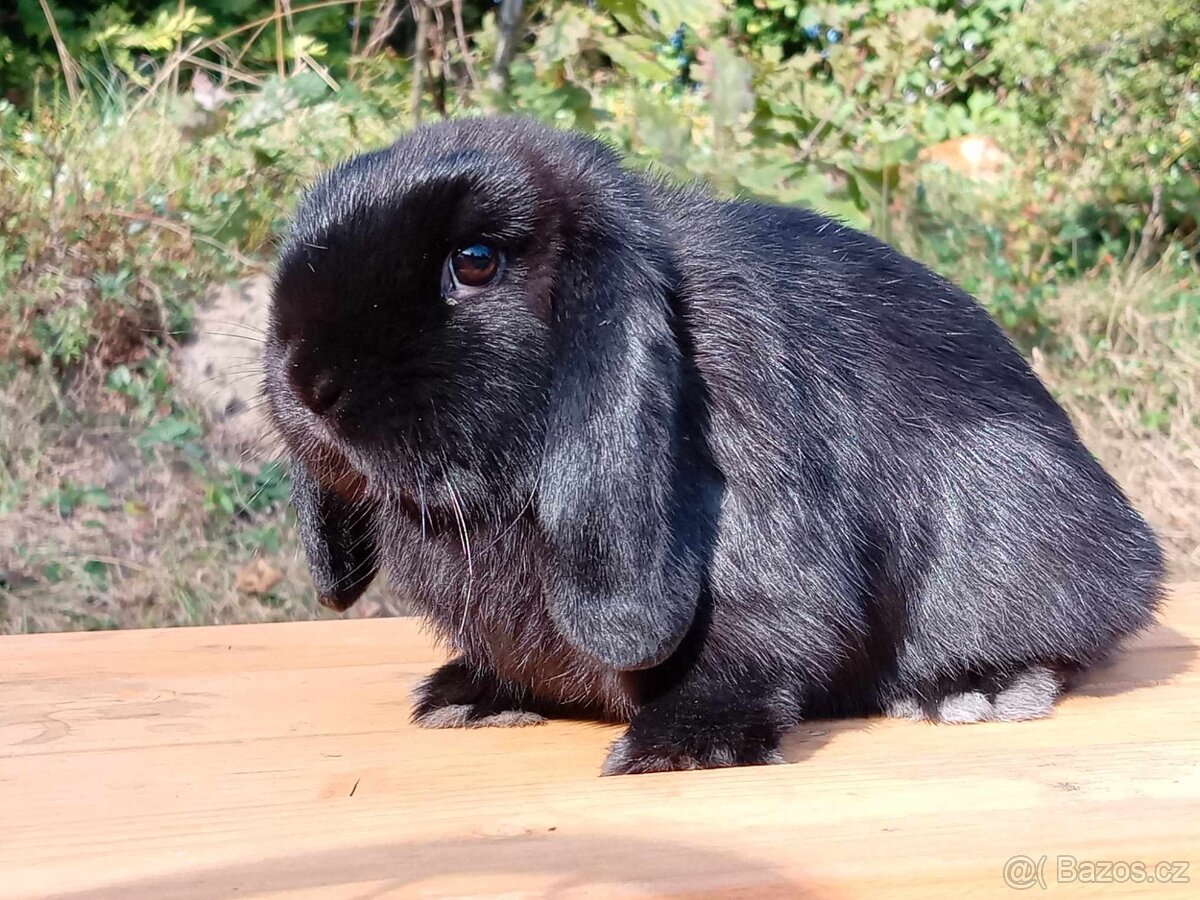 Černý 8 měsíční Sameček MiniLop -( Chov / Mazlík )