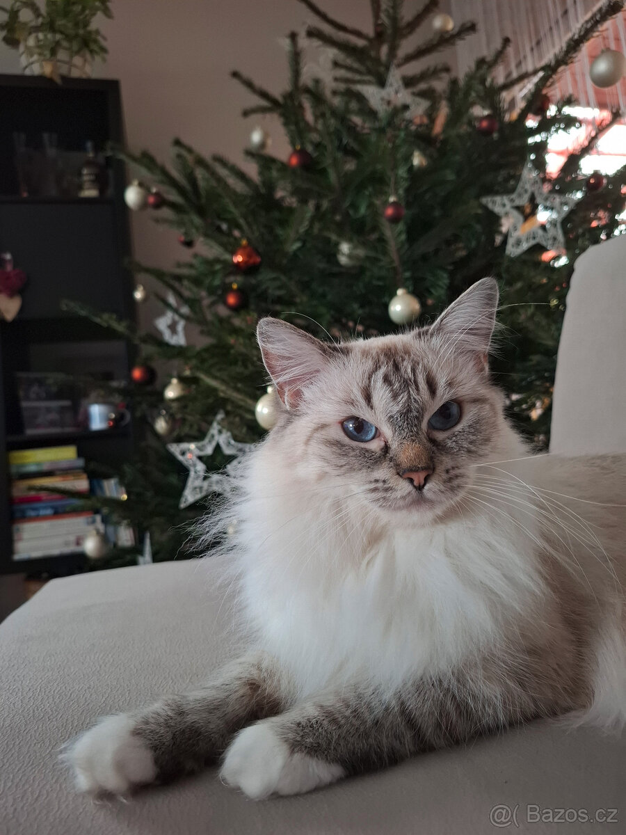 koťata Ragdoll