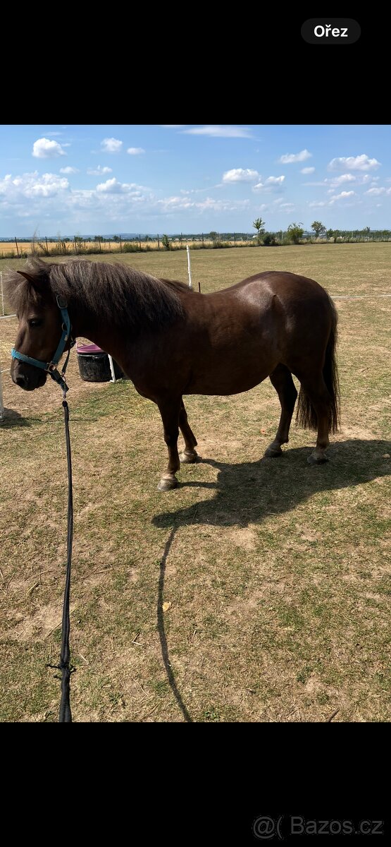 Prodám pony valacha