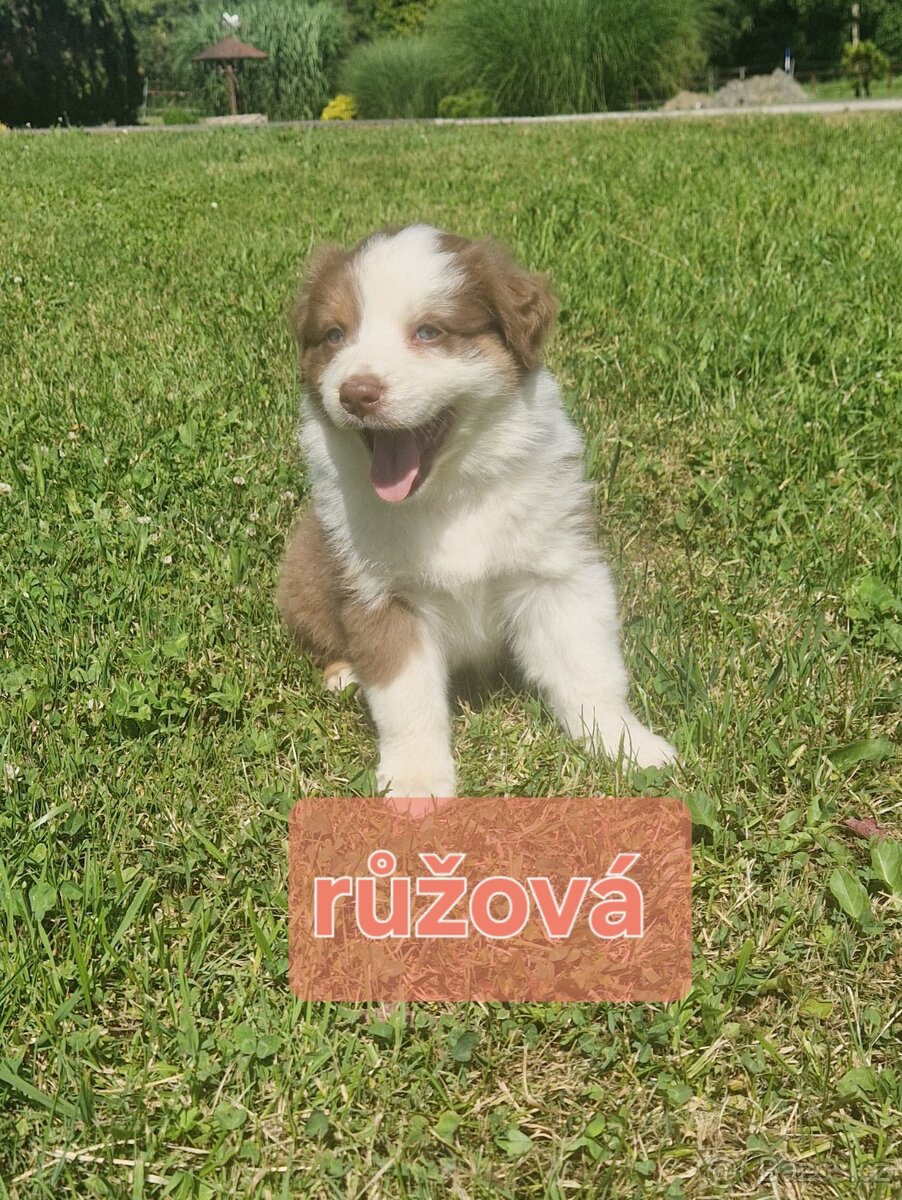 Australský ovčák- štěňata bez PP