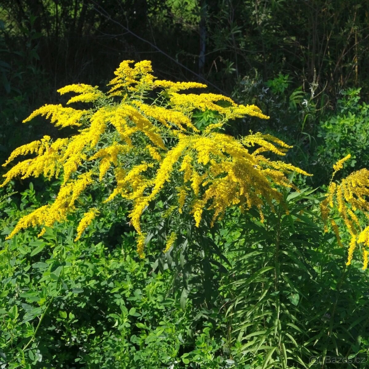 Zlatobýl / Solidago