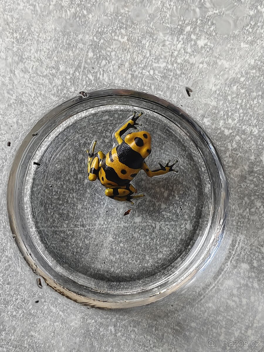 Dendrobates leucomelas (pralesnička harlekyn)