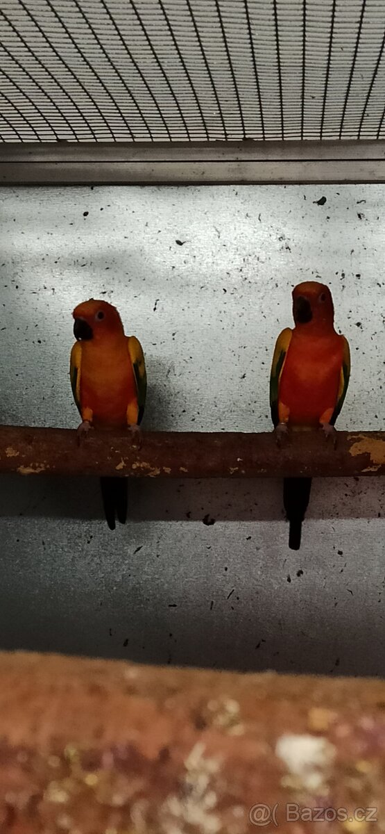 Prodám aratingy sluneční