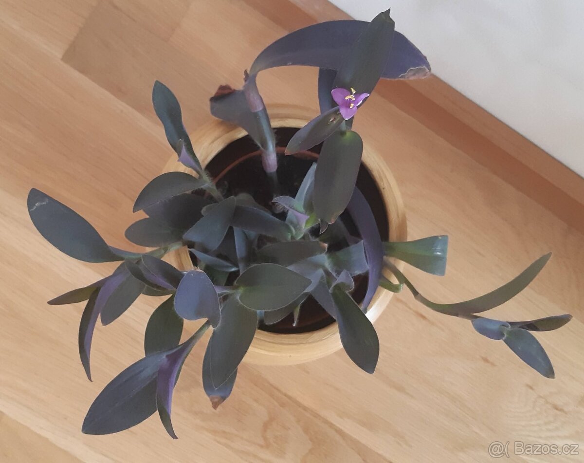 Prodám pokojovou květinu, nenáročnou na pěstování.