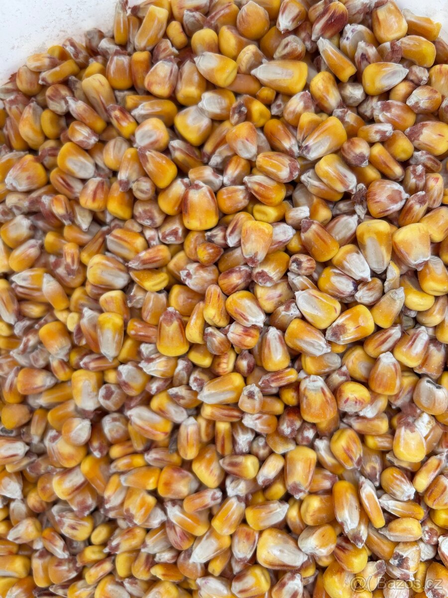 Kukuřice zrno