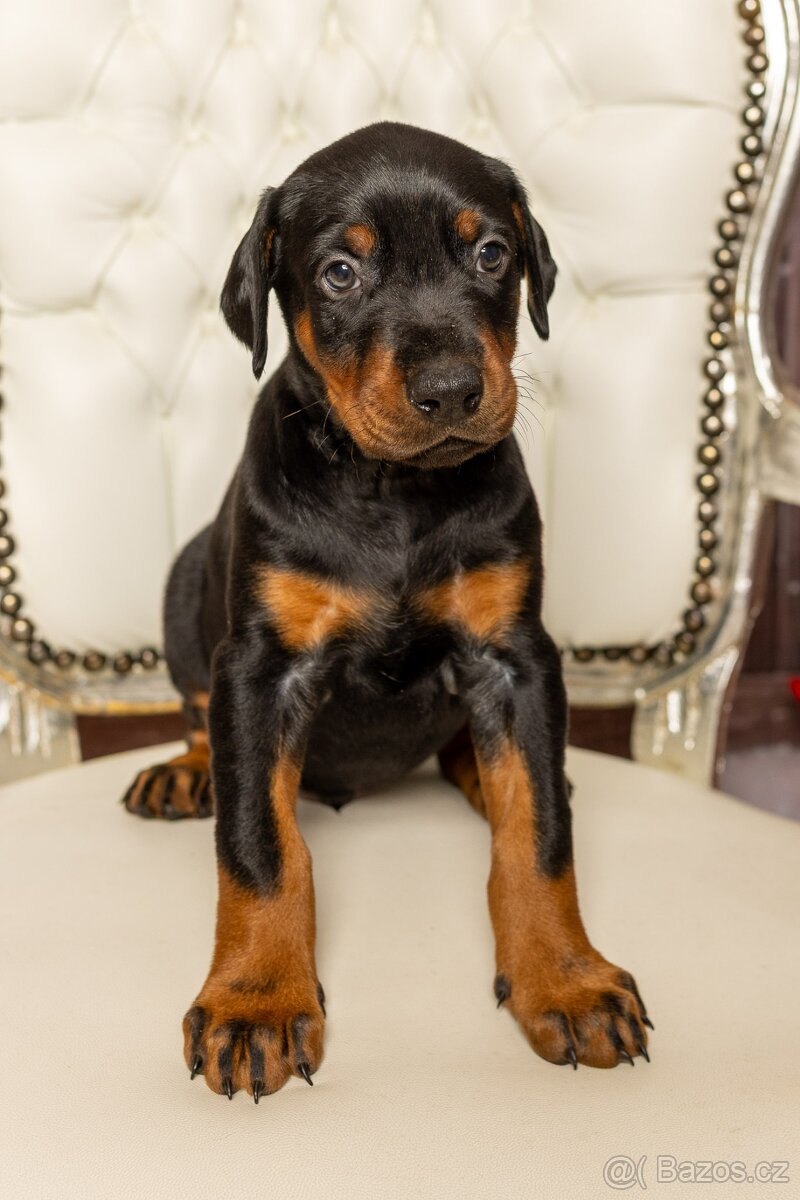 Dobrman -  štěňata s PP