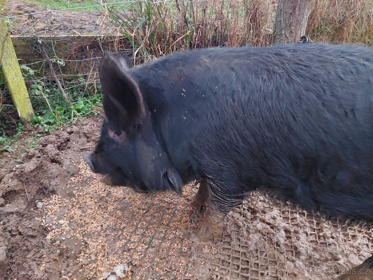 Letošní selata kune kune