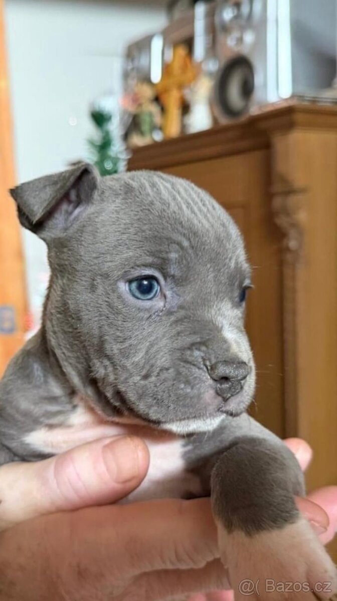 Americký stafordšírský teriér, štěně, stenata