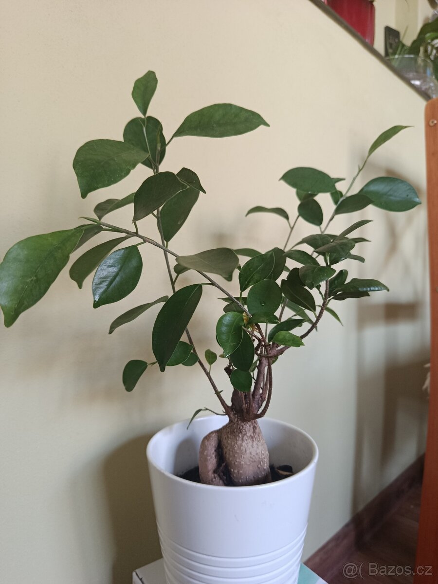 Ficus Ginseng (Bonsaj)