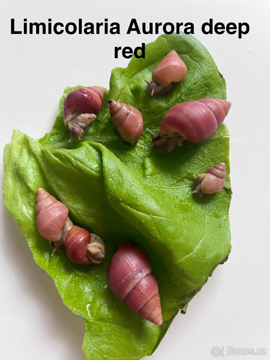 Limicolaria aurora deep red