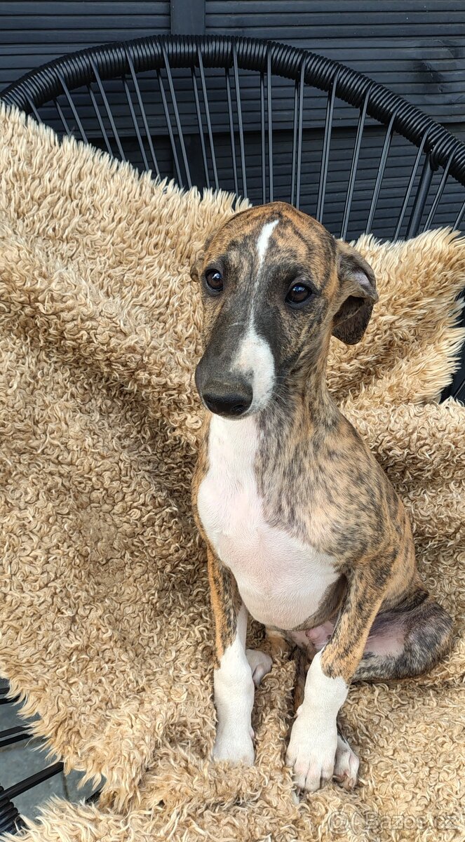 Chart angielski whippet FCI