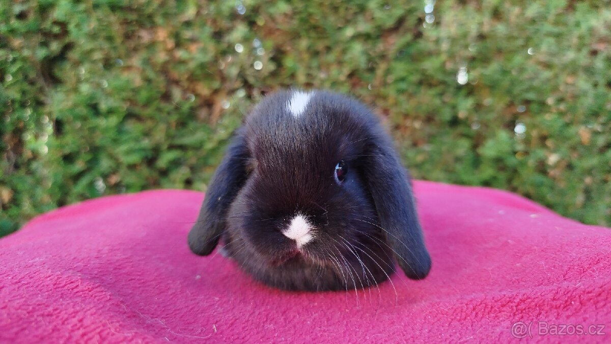 Zakrslý beránek, králíček, králík - DENIS