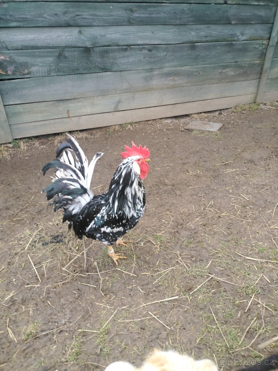 Vlaška černá bílé tečkovaná NV