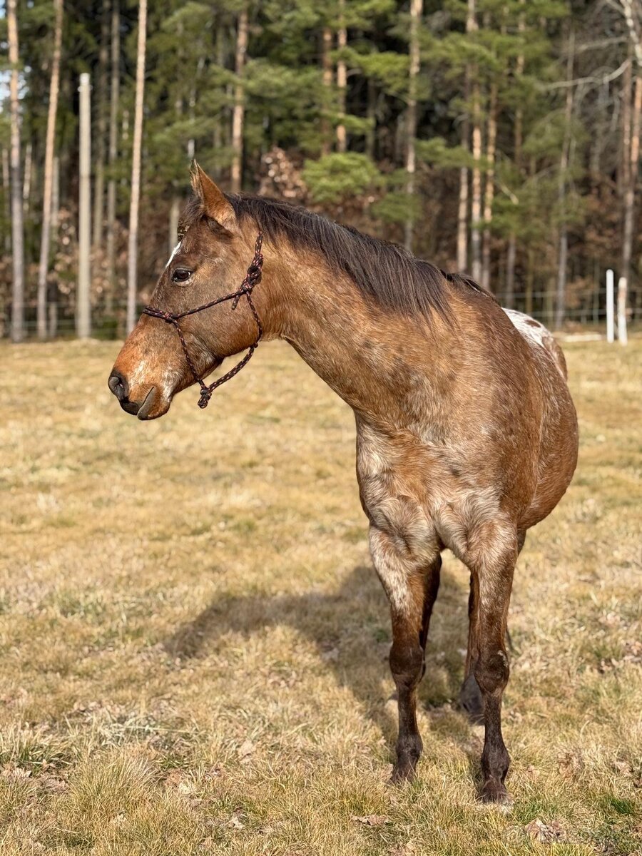 Nabídka ustájení pro valacha