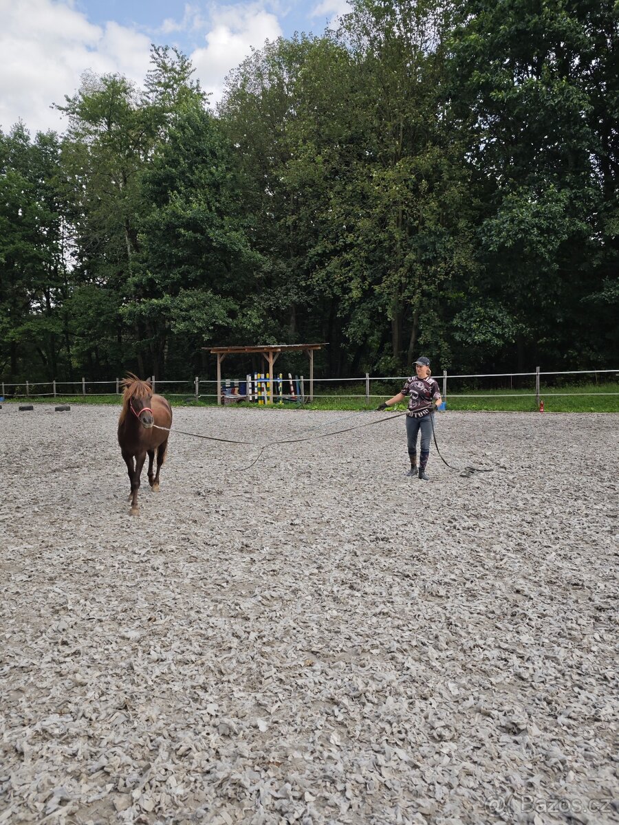 Klisna pony