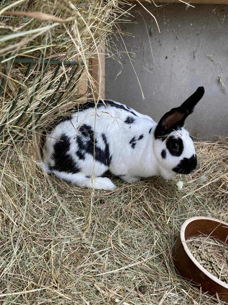 Králík - chovná samice