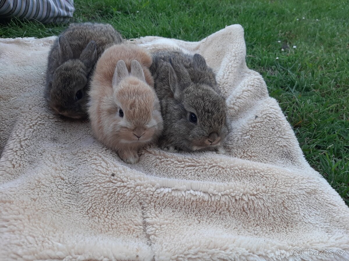 Kralicci zakrsli    💗