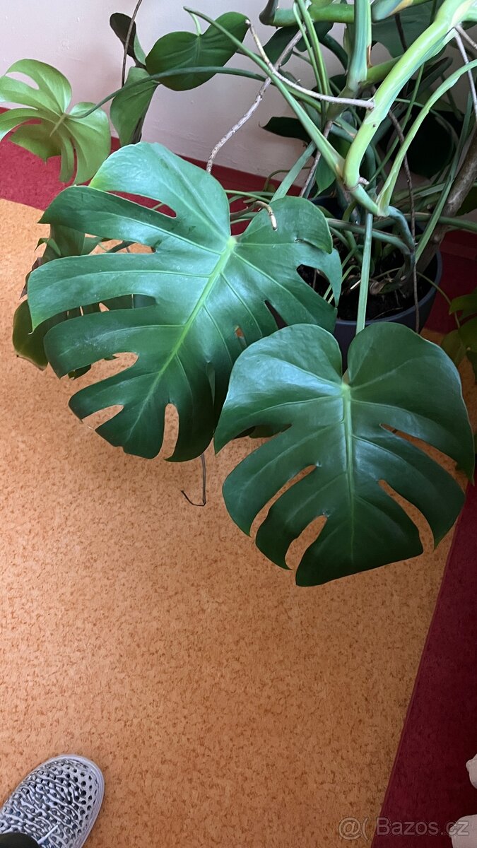 Monstera - velmi pěkná, vzrostlá