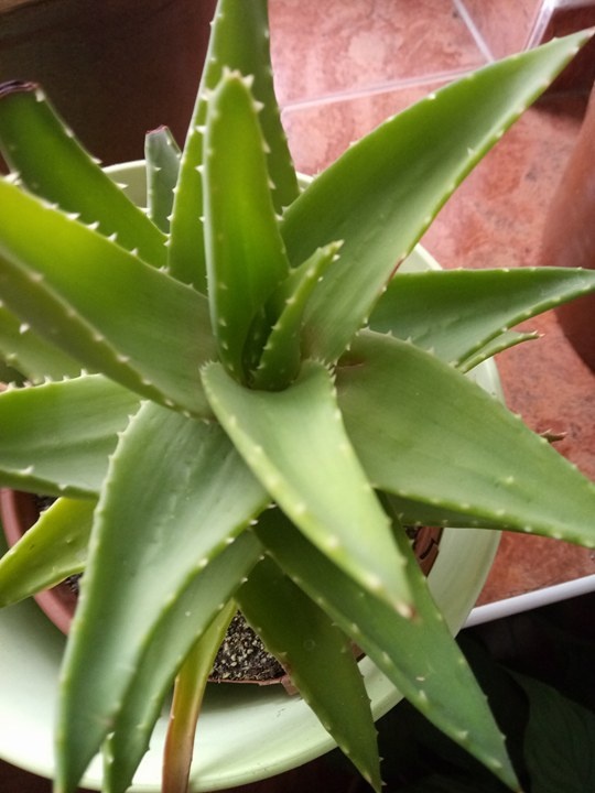 Léčivka Aloe Vera.