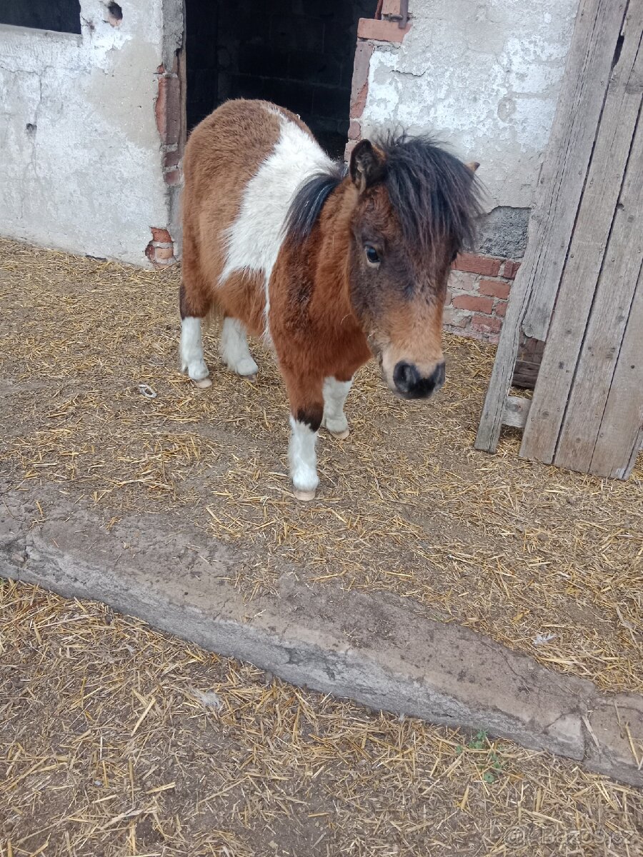 Minishetland hřebečci