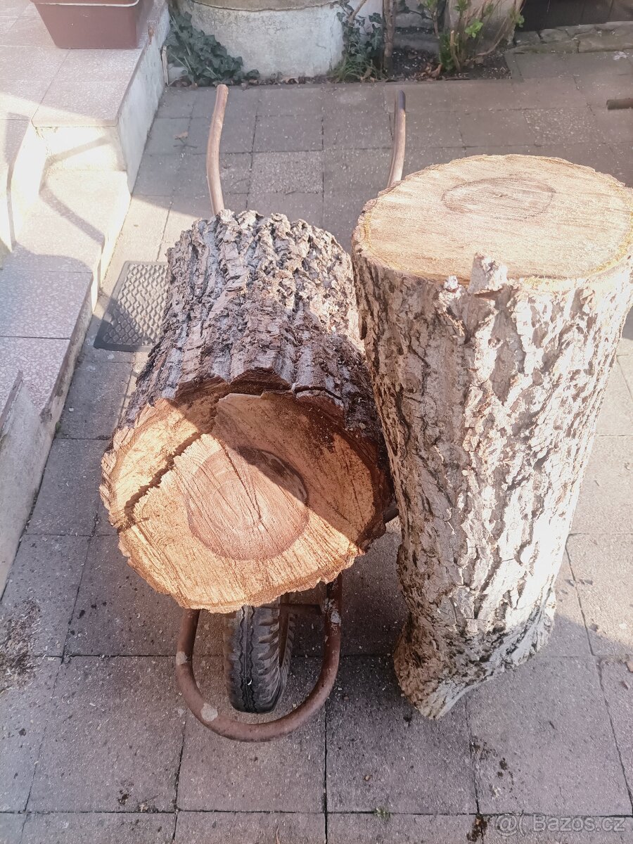 Ořešák - čerstvé dřevo