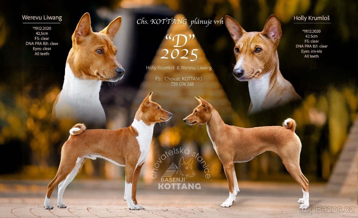 BASENJI - plánovaný vrh 2025
