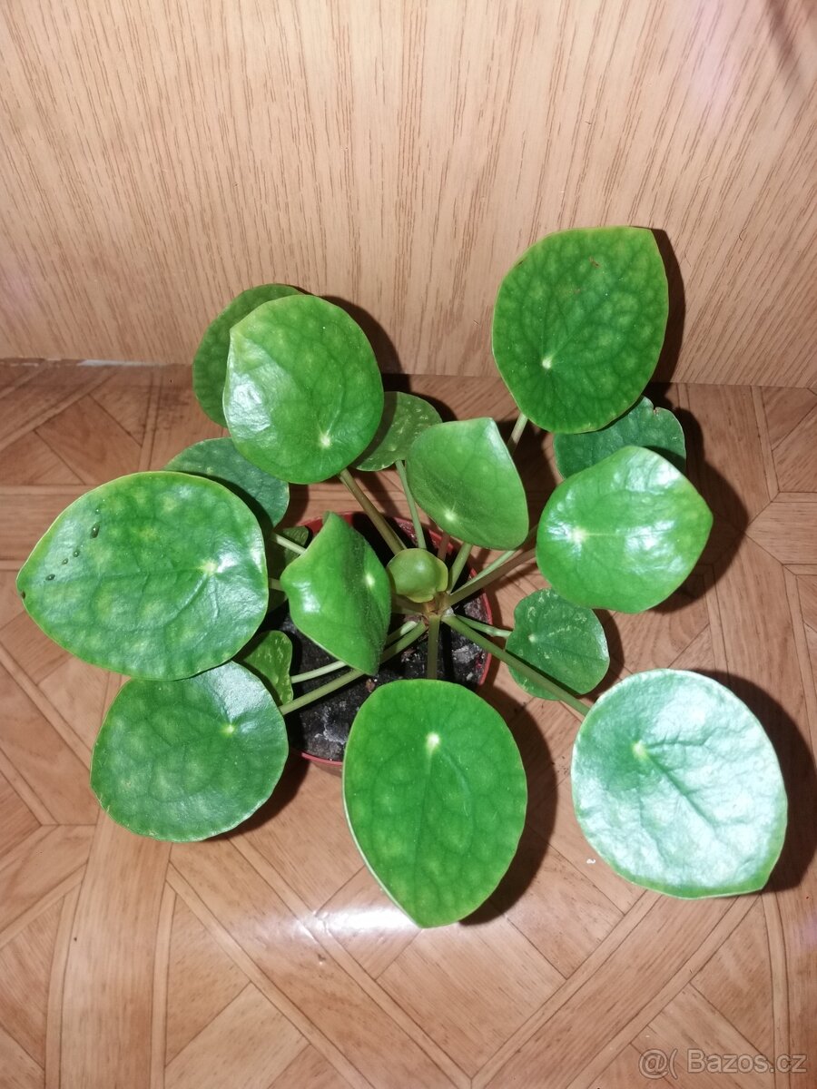 Pilea pokojovka