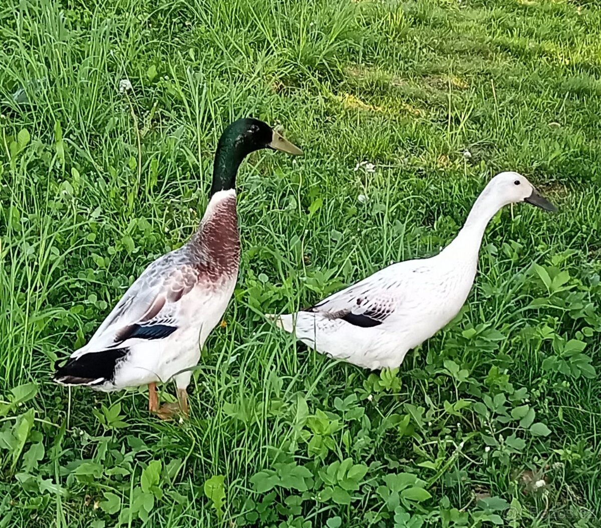 Kachňata Indický běžec - stříbrná
