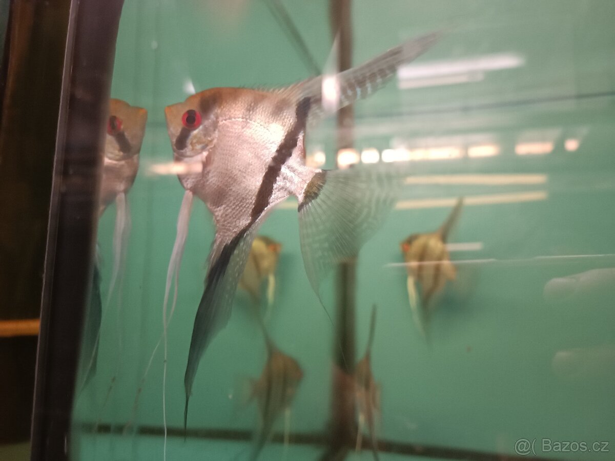 Chovné páry a XXL skaláry