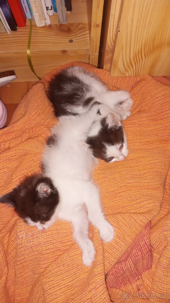 Kočičky