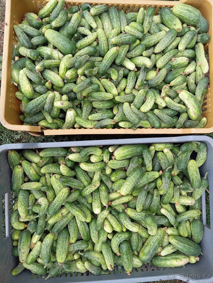 Nakládačky okurky
