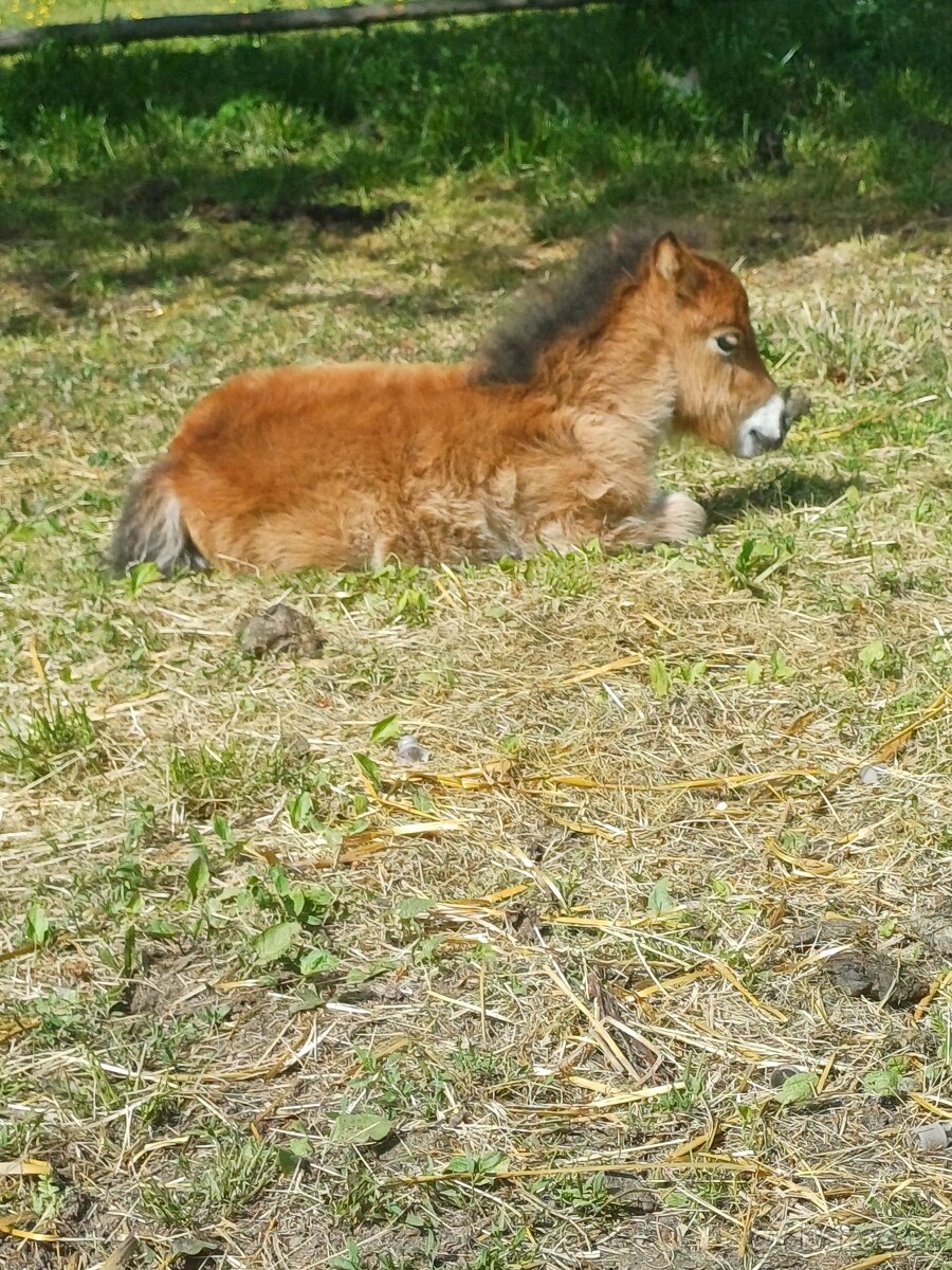 Mini pony